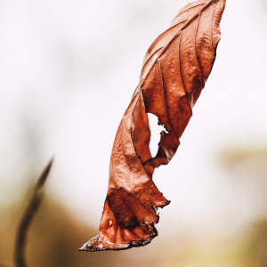 Listen to Life song with lyrics from Study Music & Sounds