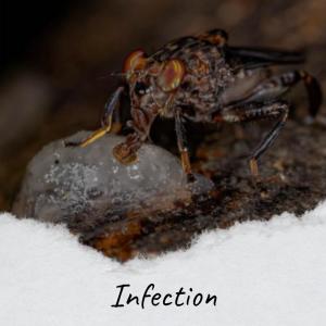 Album Infection from Various Artists
