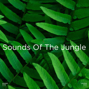 ดาวน์โหลดและฟังเพลง Bird Sounds In Nature พร้อมเนื้อเพลงจาก Nature Sounds