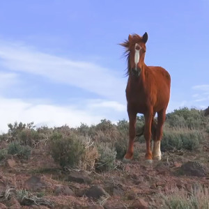 收聽Thumpasaurus的High Horse (Kacey Musgraves Remix)歌詞歌曲