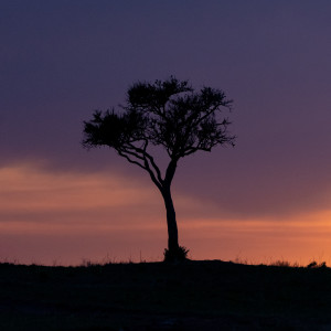 Listen to dawn song with lyrics from desert date.