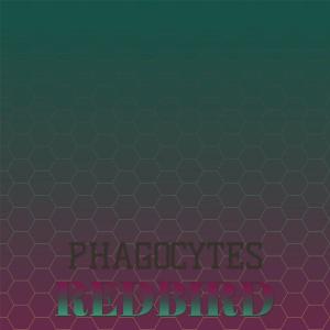 Phagocytes Redbird dari Various