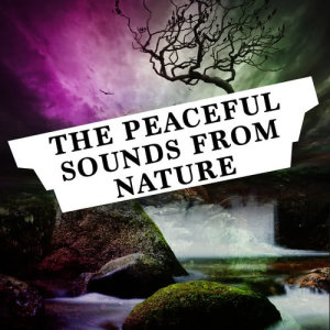 ดาวน์โหลดและฟังเพลง Calm Coppice พร้อมเนื้อเพลงจาก Nature Sounds