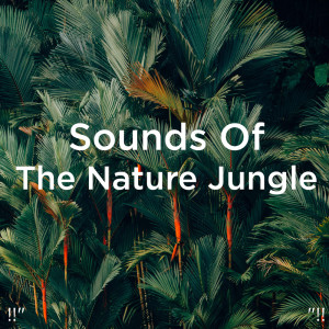 Dengarkan Sons Relaxants De La Forêt Tropicale lagu dari Deep Sleep dengan lirik