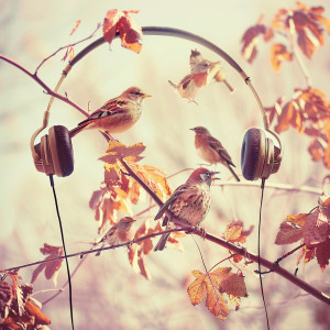 Bird Sounds的專輯Winged Melodies: Binaural Birds Rhythms - 78 72 Hz
