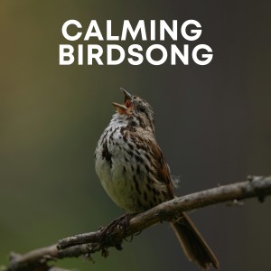อัลบัม Nature's Melody: Calming Birdsong ศิลปิน Animal and Bird Songs