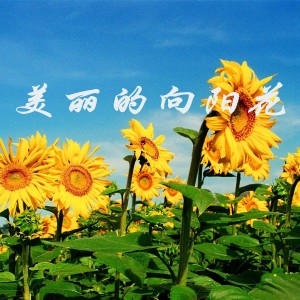 Album 美丽的向阳花 from 袁宇