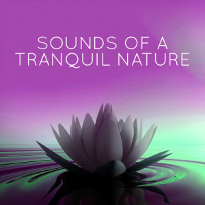 อัลบัม Sounds of Tranquil Nature ศิลปิน Tranquil Music Sounds of Nature