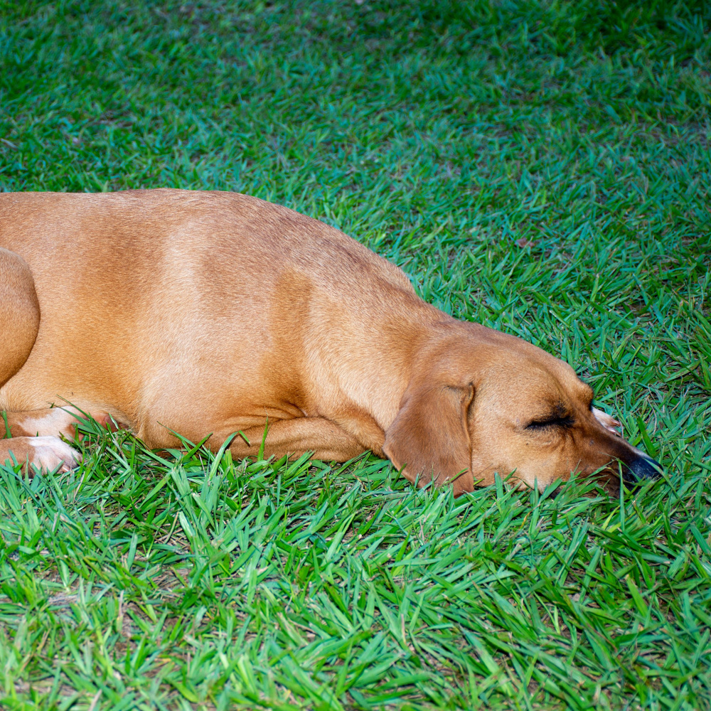 Doggy Dreamscape