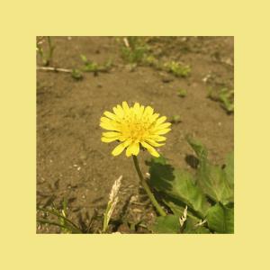 OOHYO的專輯Dandelion