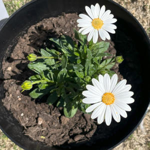 ดาวน์โหลดและฟังเพลง Someone New พร้อมเนื้อเพลงจาก José Velásquez