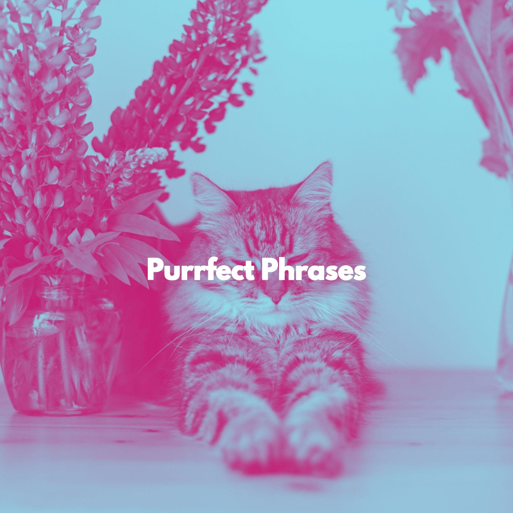 Fabulous Ambiance for Fun Cats