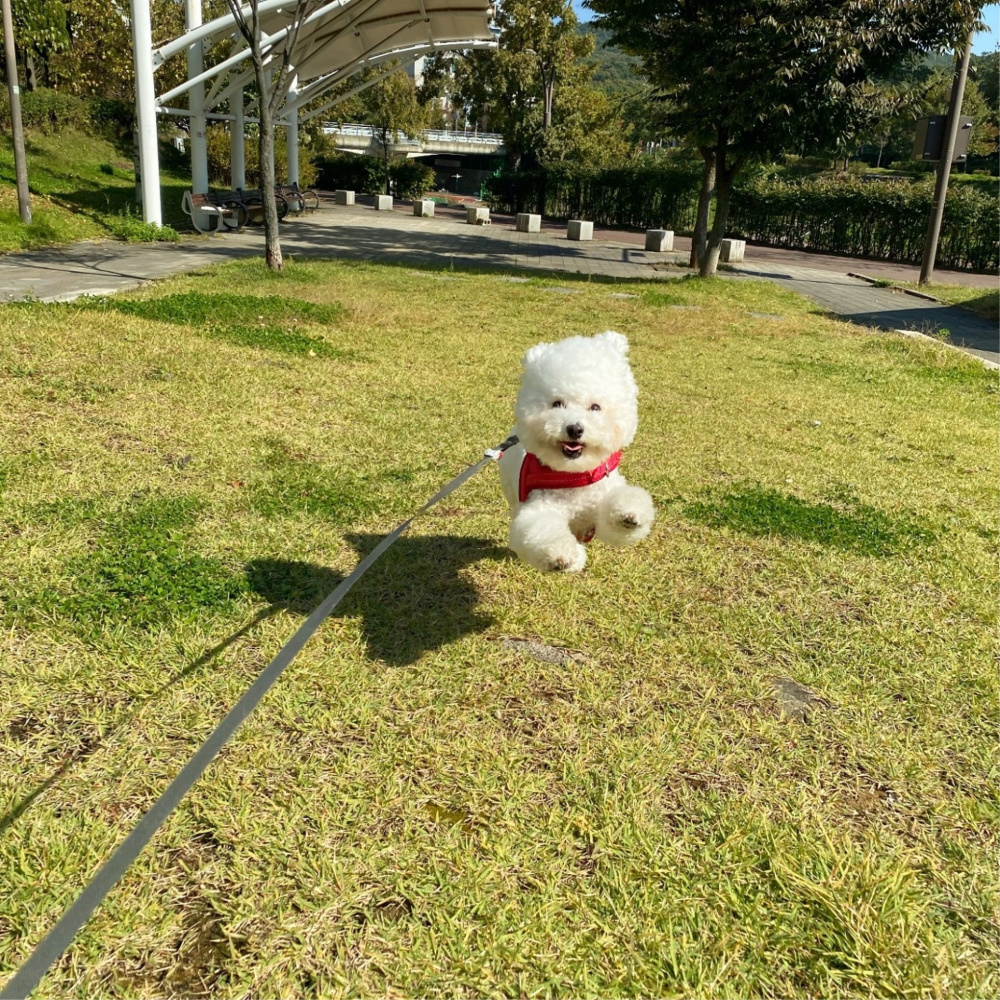 뭉치랑 산책 (Walk with Moongzzi)