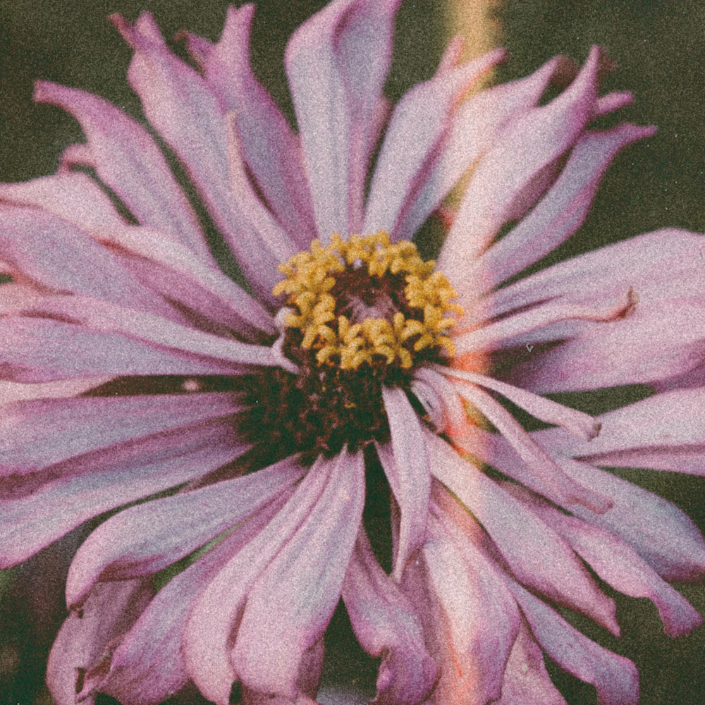 Botanical