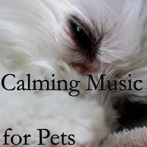 收聽Calming Pet Care Masters的Dog and Cat Relaxation歌詞歌曲