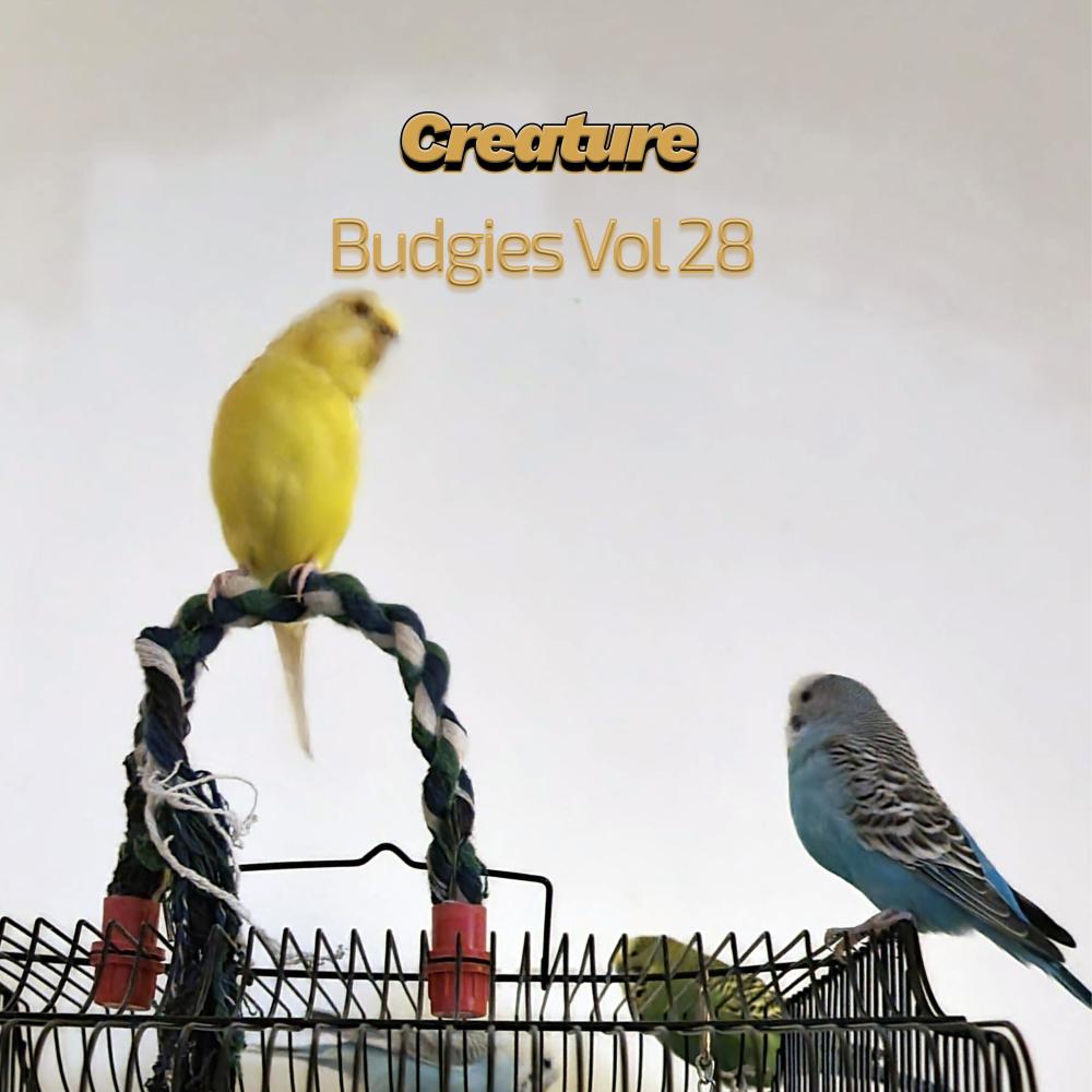 Budgies VI (Vol XXVIII)
