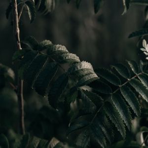 收聽SPA的Walk In the Park歌詞歌曲