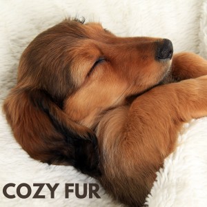 ดาวน์โหลดและฟังเพลง Cozy Fur พร้อมเนื้อเพลงจาก Relax My Dog Music
