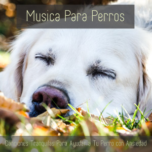 Album Musica Para Perros - Canciones Tranquilas Para Ayudar a Tu Perro Con Ansiedad from Relaxmydog