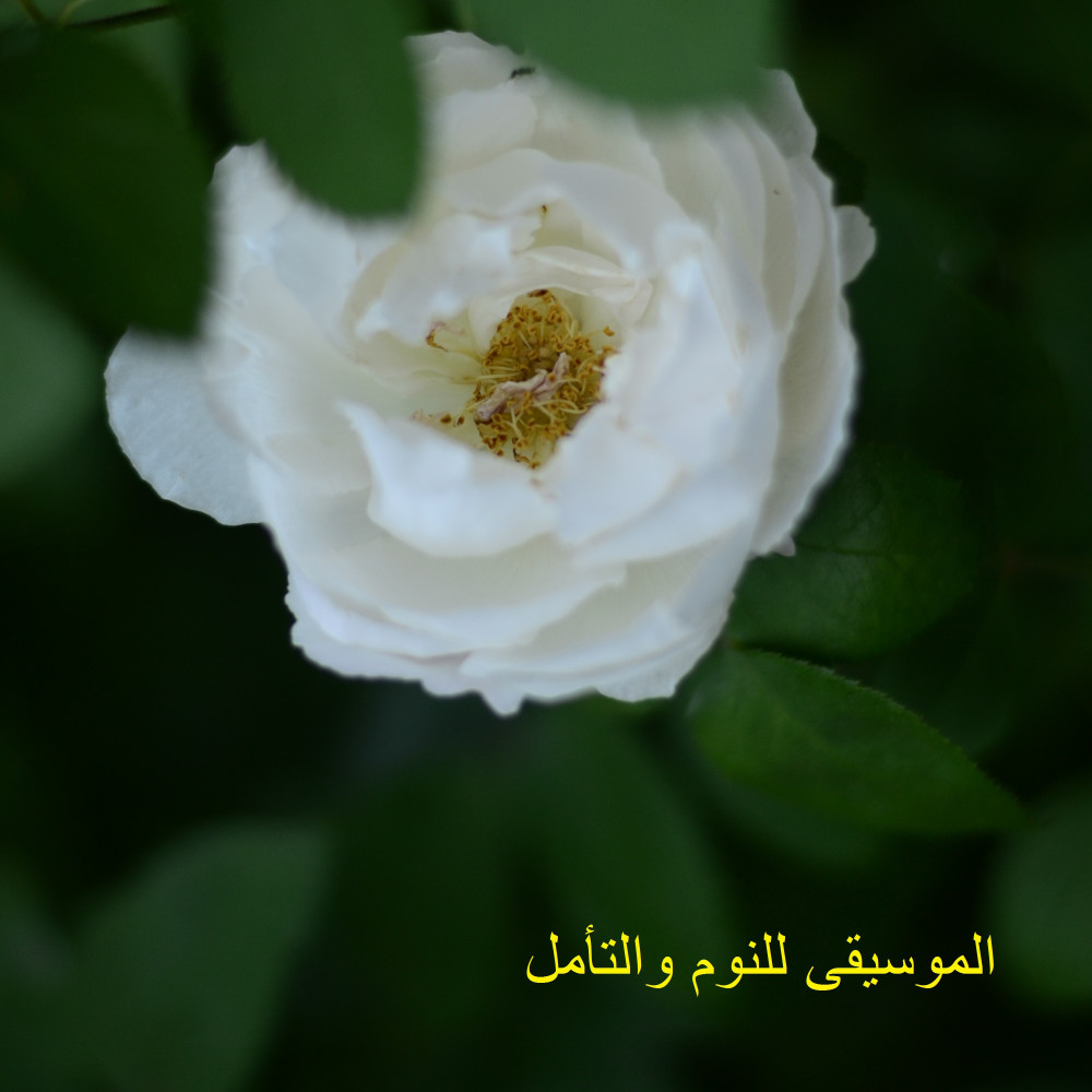 التنويم المغناطيسي