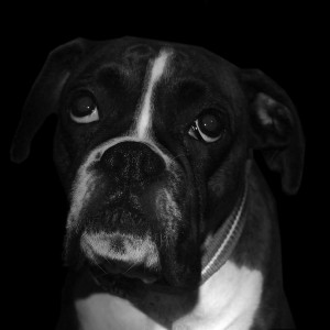 ดาวน์โหลดและฟังเพลง While My Guitar Gently Weeps (feat. Janet Taylor) พร้อมเนื้อเพลงจาก The Rapid Dogs