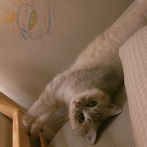 Album 좋은 꿈 from 플레인