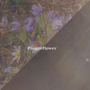 Dengarkan lagu Tricky Sunbathe nyanyian Meron Cine dengan lirik