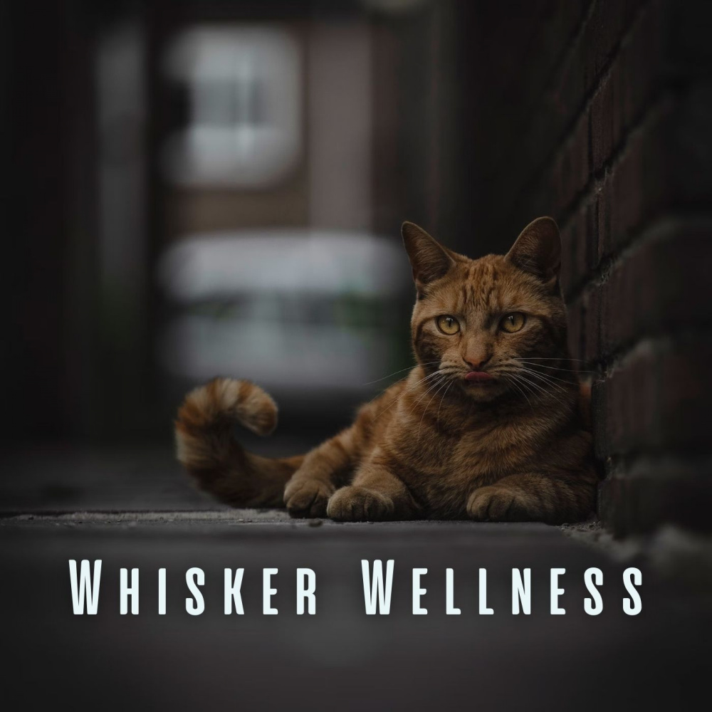 Calming Cat Tunes