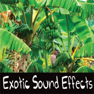 ดาวน์โหลดและฟังเพลง Forest พร้อมเนื้อเพลงจาก Sound Effects