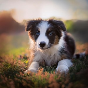 ดาวน์โหลดและฟังเพลง Tonos Tranquilos De Cachorro พร้อมเนื้อเพลงจาก Música para la hora del baño