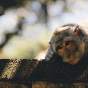 Dengarkan Trust me lagu dari SPA dengan lirik