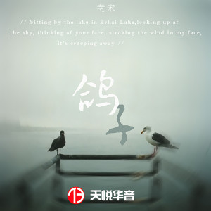 收聽老宋的鴿子歌詞歌曲