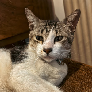 ดาวน์โหลดและฟังเพลง Ooo Baby Baby (Cover) พร้อมเนื้อเพลงจาก Tebo Riyadi