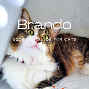 Listen to Brando song with lyrics from Forest
