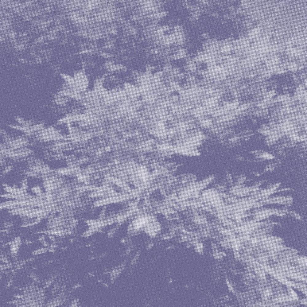 theseatheforestthegarden