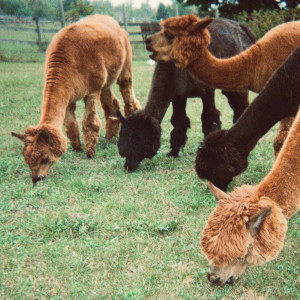 Billianne的專輯Crush (Live from the Alpaca Farm)