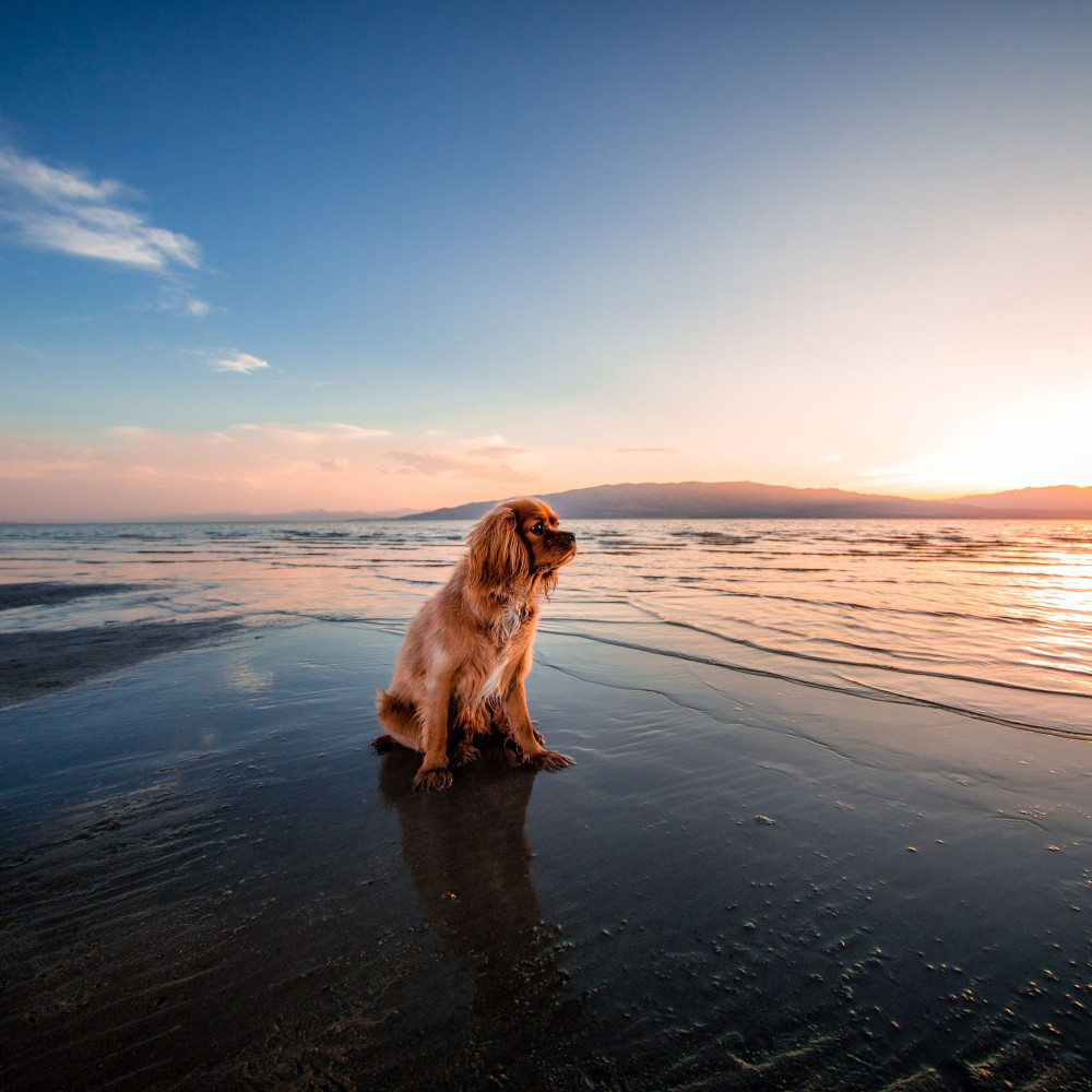 Binaural Canine Peace