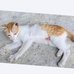 ดาวน์โหลดและฟังเพลง Elastoplast พร้อมเนื้อเพลงจาก Bung Gees