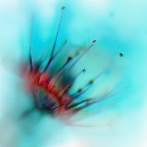 Album Serenity from Hior Chronik