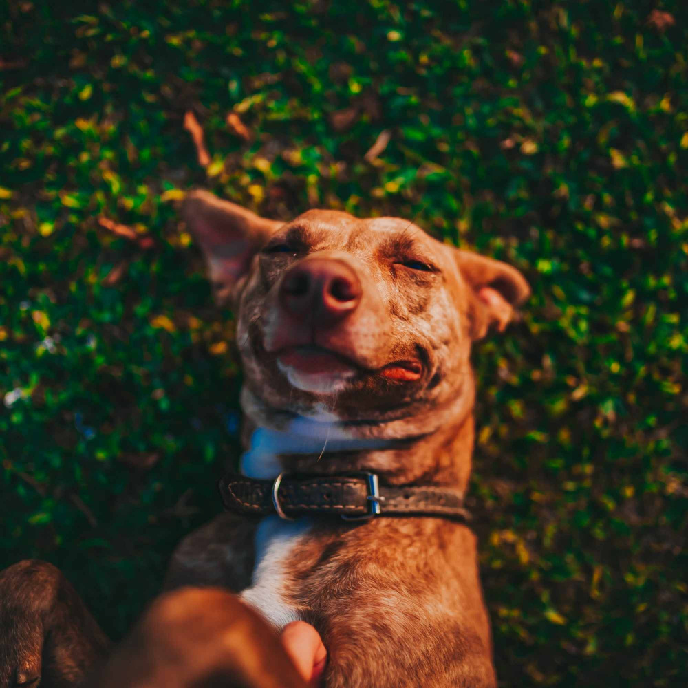 Jazz Organ Soundtrack for A Gentle Pup
