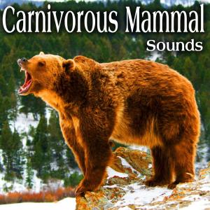 收聽The Hollywood Edge Sound Effects Library的Narwhal Whale Clicks and Calls During a Storm歌詞歌曲