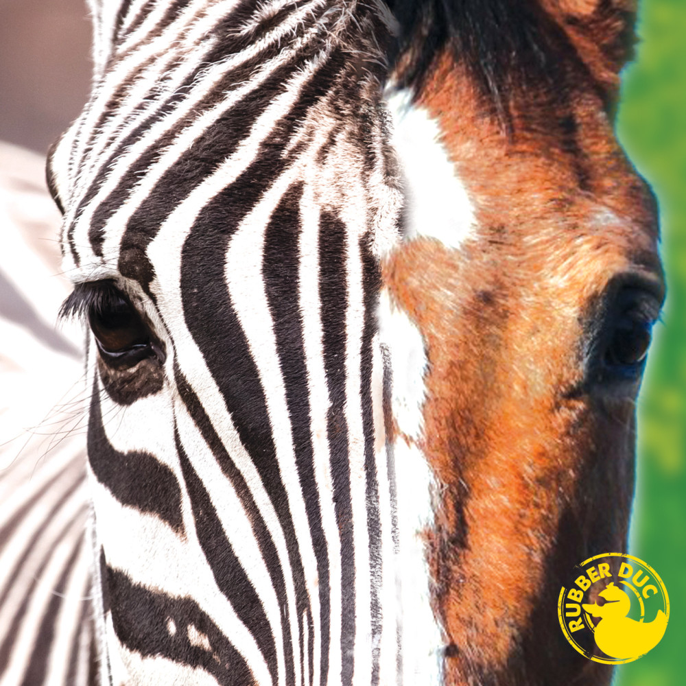 Zebra Horse