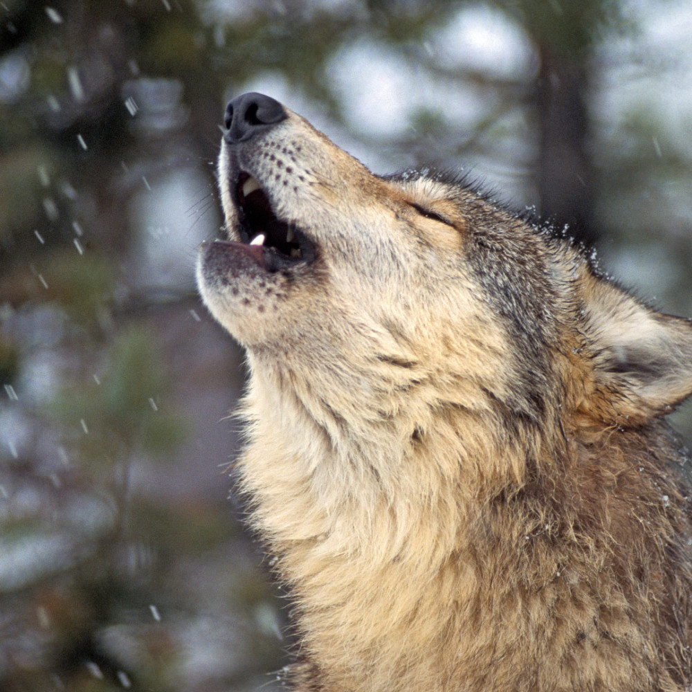 Serene Rain Paws Harmony