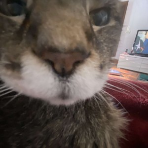 ดาวน์โหลดและฟังเพลง New Bitch! (Explicit) พร้อมเนื้อเพลงจาก PeaXIII