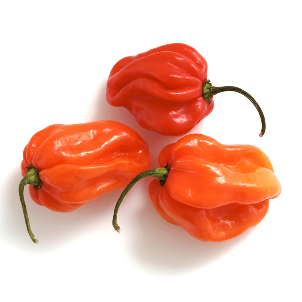 Scotch Bonnet (Explicit)