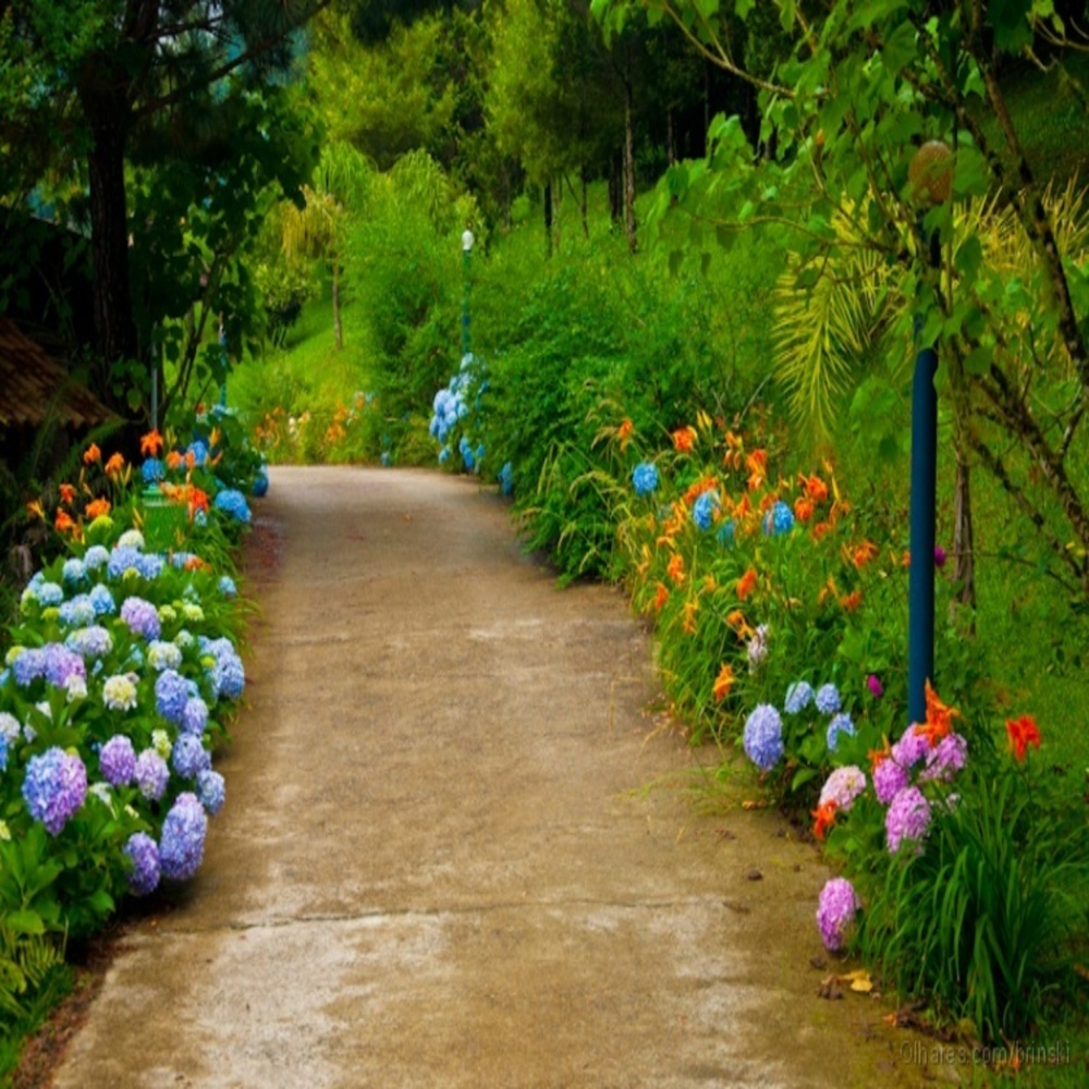 Mando-Te Flores