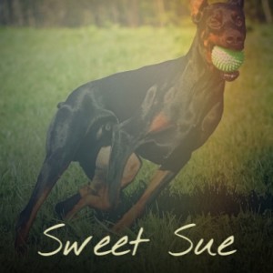 Various Artists的專輯Sweet Sue