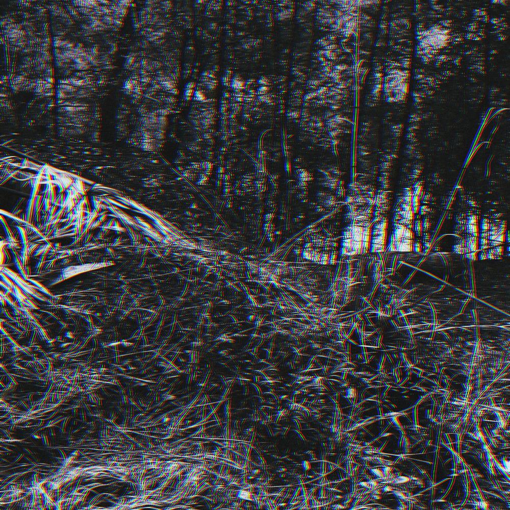 in the woods (feat. jRoseToTheMoon) (Explicit)