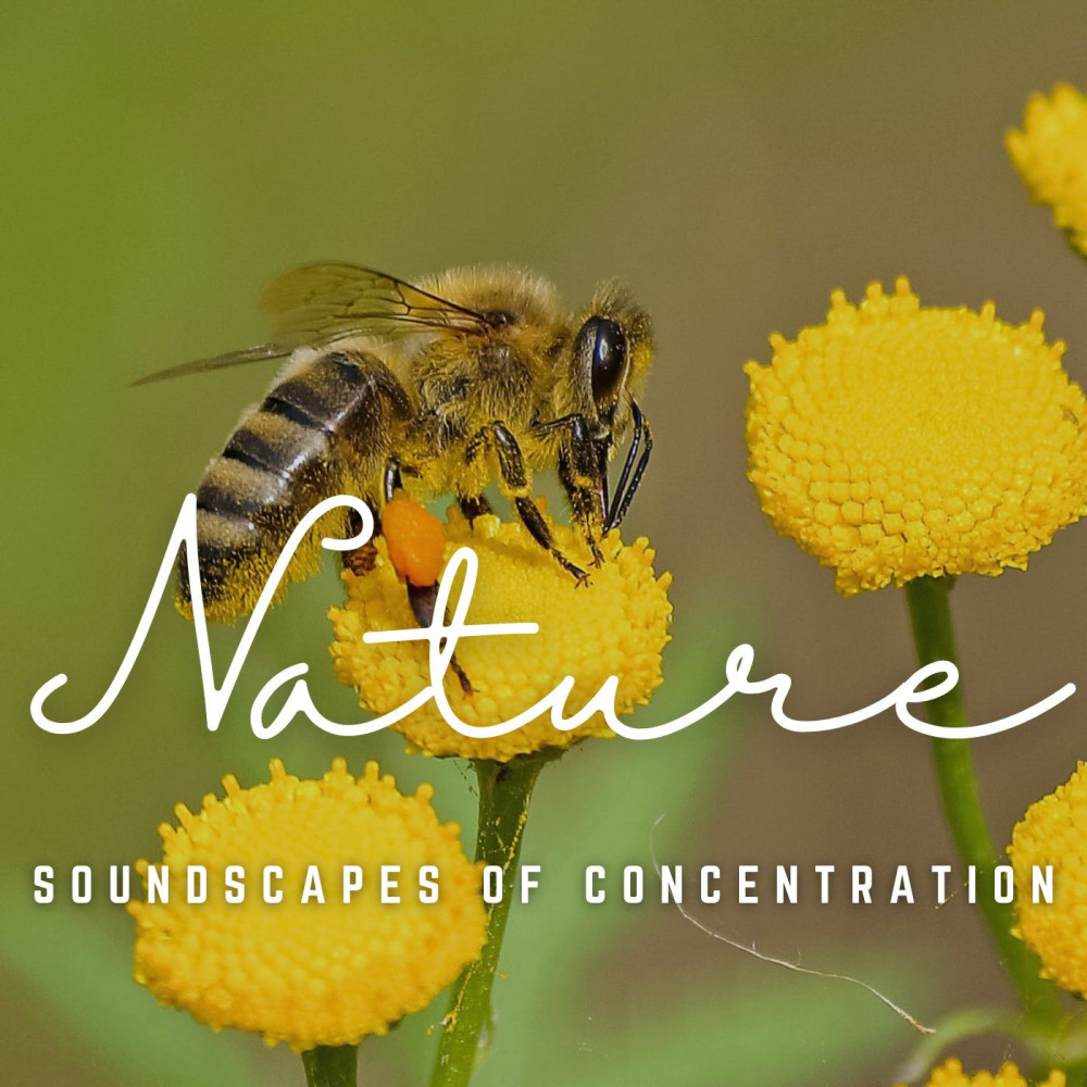 Serenade in Mindful Concentration