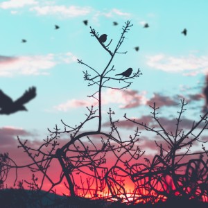Listen to Forest Birds song with lyrics from Soothing Sleep Sounds